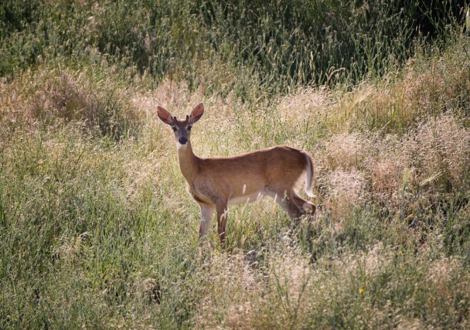 best deer hunting times