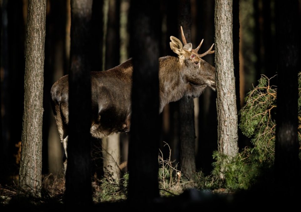 moose hunting guide