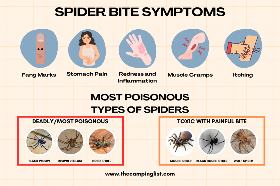 spider bite symptoms