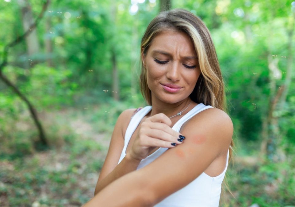 the difference between spider bite vs. mosquito bite