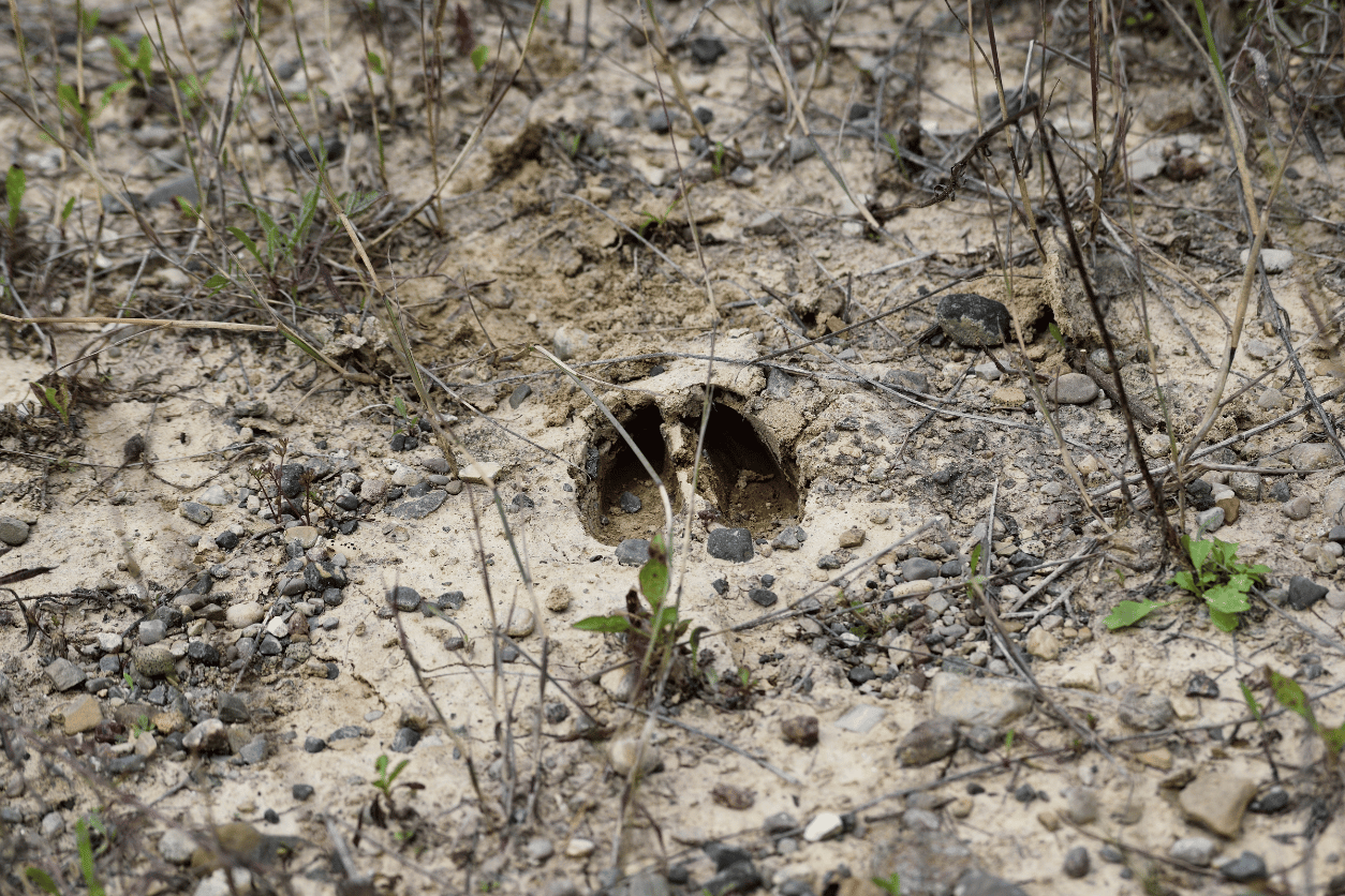 wildlife tracking