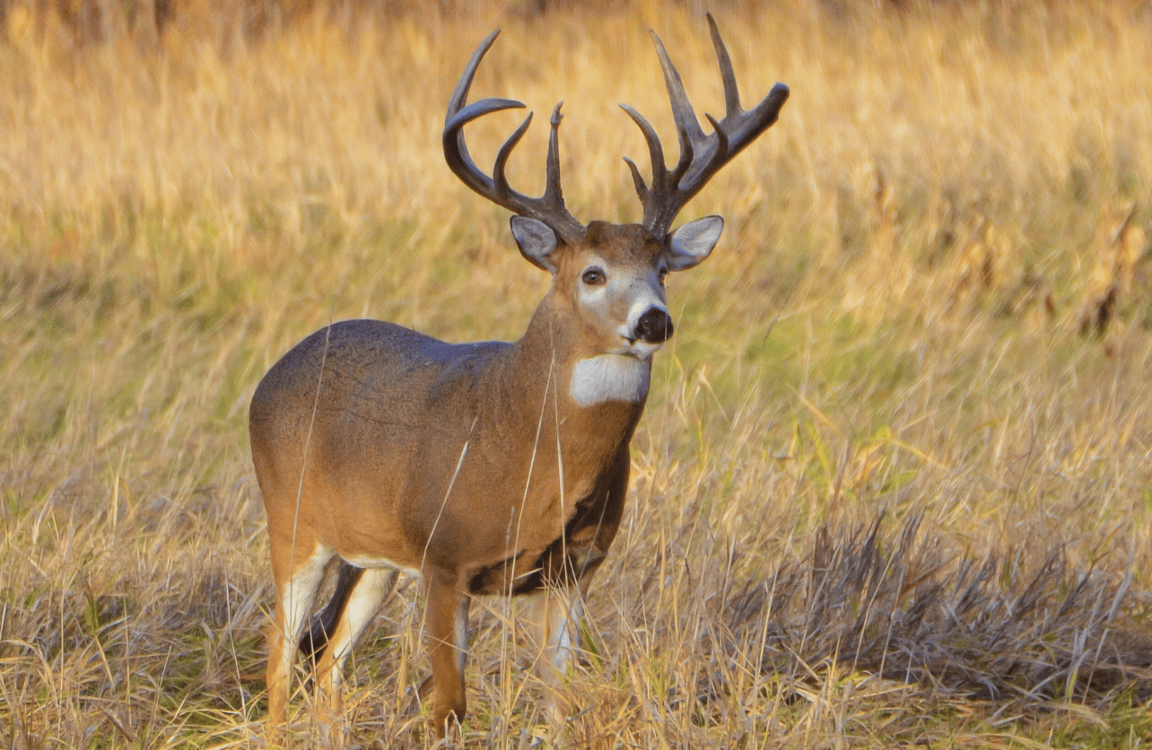 Deer Hunting Season in Each State